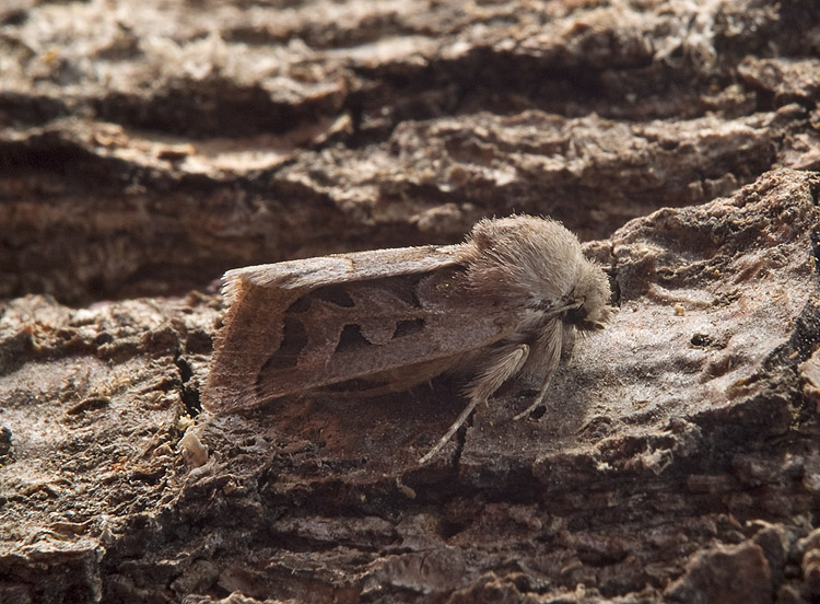 Noctuidae:  Episema glaucina